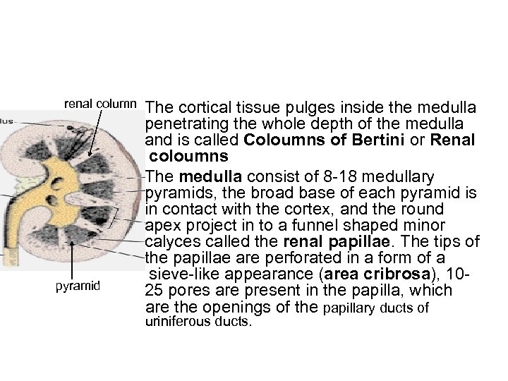 renal column pyramid The cortical tissue pulges inside the medulla penetrating the whole depth