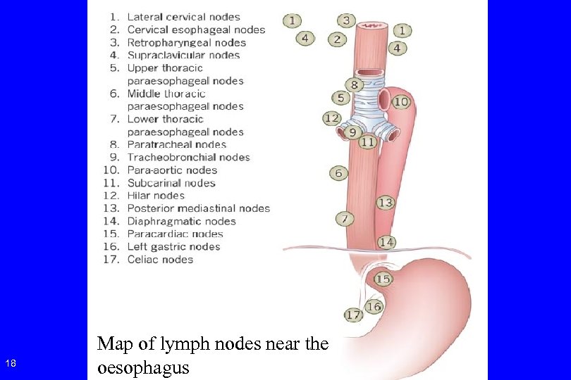 18 Map of lymph nodes near the oesophagus 