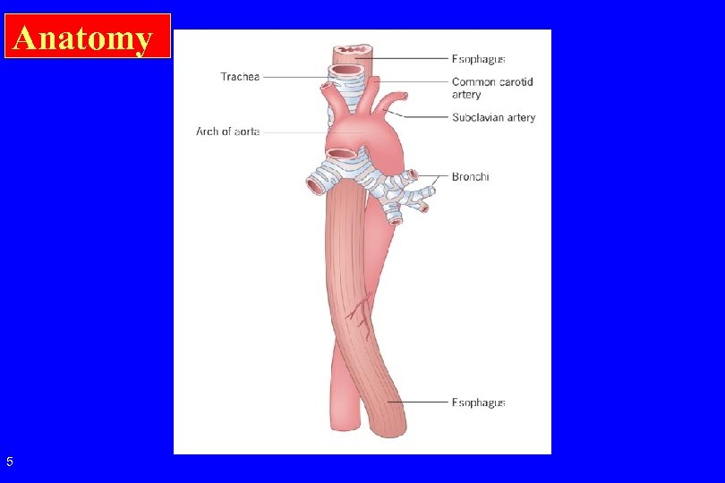 Anatomy 5 