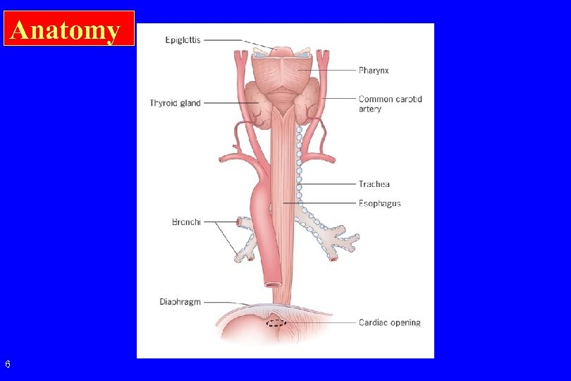 Anatomy 6 