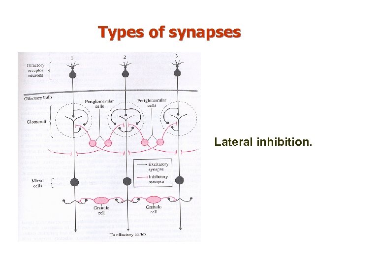 Types of synapses Lateral inhibition. 