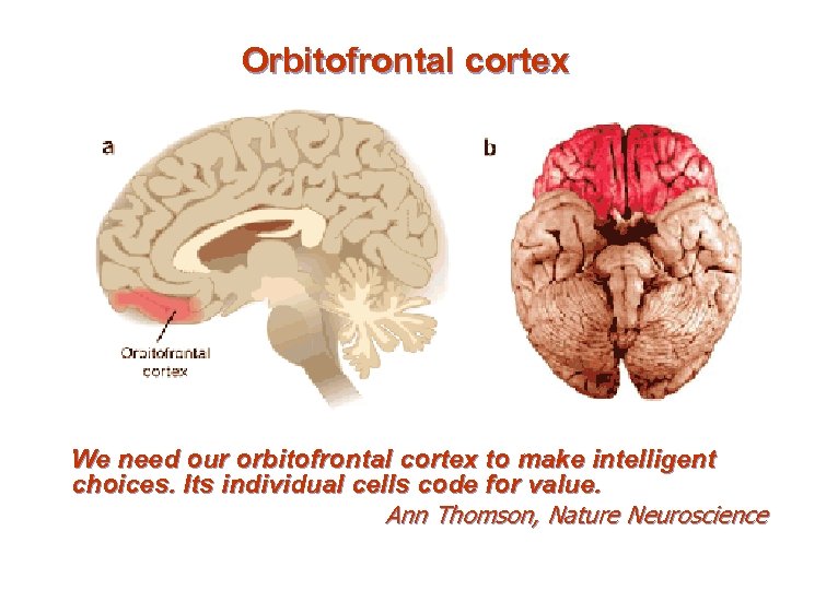 Orbitofrontal cortex We need our orbitofrontal cortex to make intelligent choices. Its individual cells