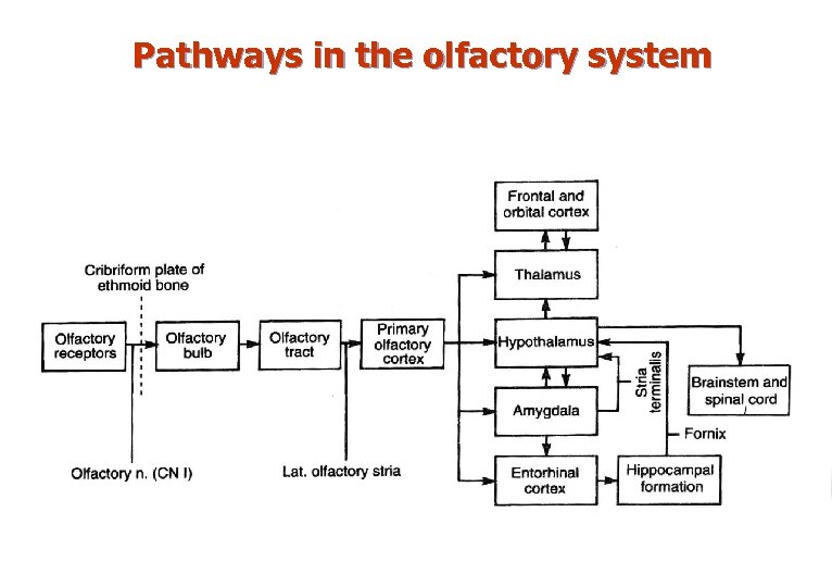 Pathways in the olfactory system 