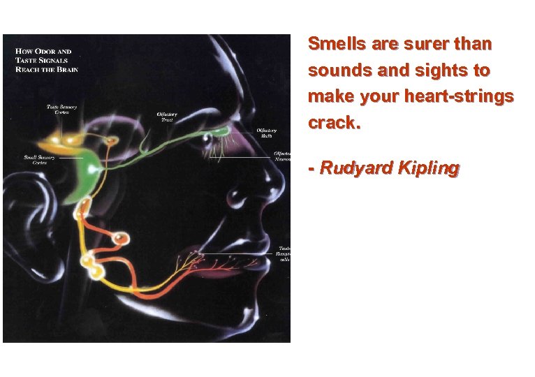 Smells are surer than sounds and sights to make your heart-strings crack. - Rudyard