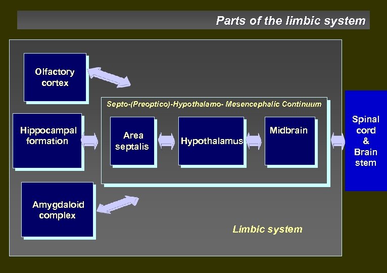 Parts of the limbic system Olfactory cortex Septo-(Preoptico)-Hypothalamo- Mesencephalic Continuum Hippocampal formation Area septalis