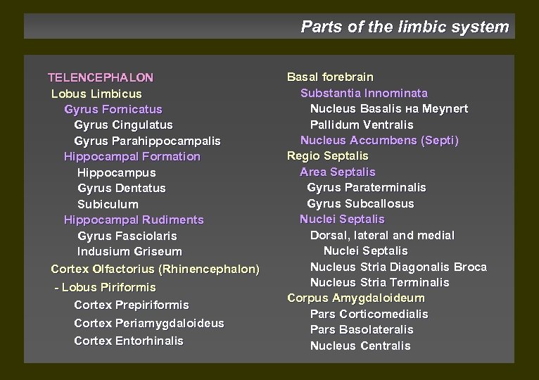 Parts of the limbic system TELENCEPHALON Lobus Limbicus Gyrus Fornicatus Gyrus Cingulatus Gyrus Parahippocampalis