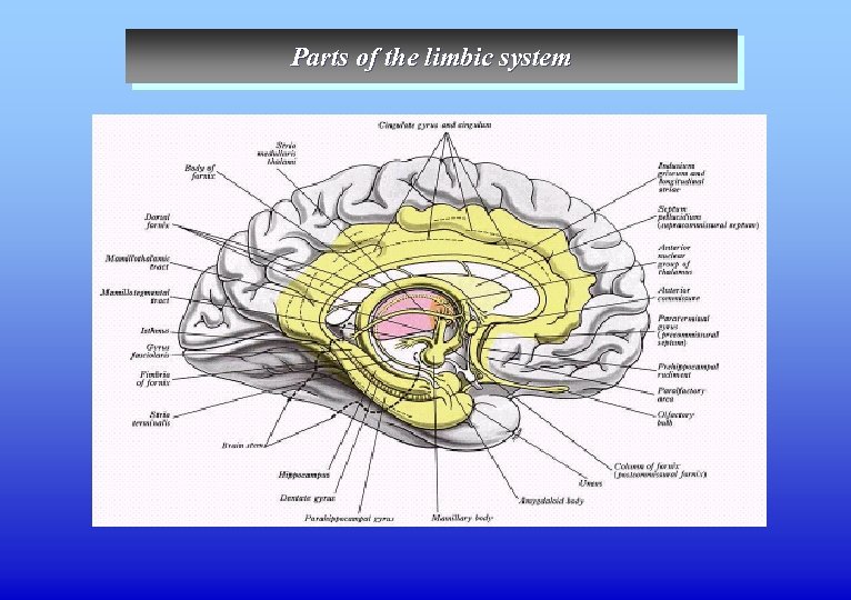 Parts of the limbic system 