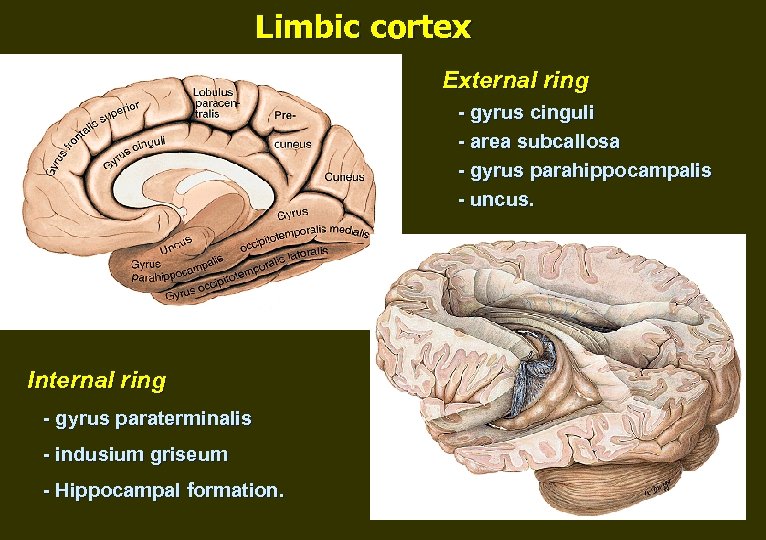 Limbic cortex External ring - gyrus cinguli - area subcallosa - gyrus parahippocampalis -