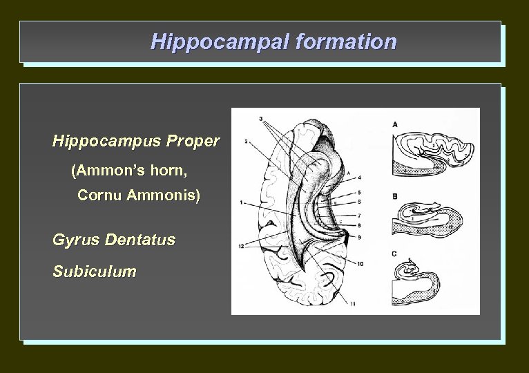 Hippocampal formation Hippocampus Proper (Ammon’s horn, Cornu Ammonis) Gyrus Dentatus Subiculum 