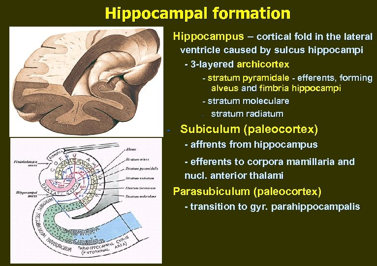 Hippocampal formation Hippocampus – cortical fold in the lateral ventricle caused by sulcus hippocampi