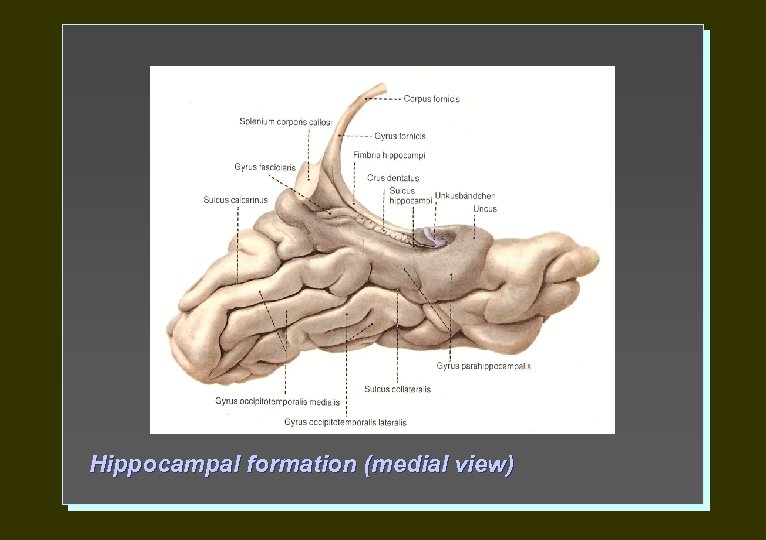 Hippocampal formation (medial view) 