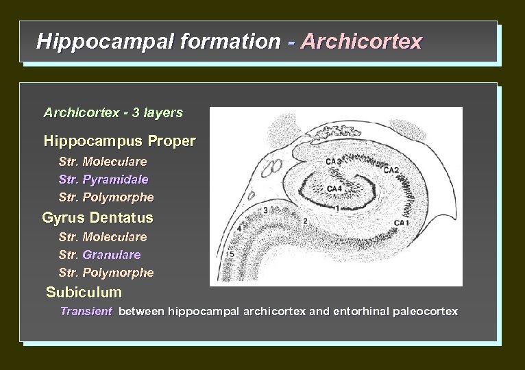 Hippocampal formation - Archicortex - 3 layers Hippocampus Proper Str. Moleculare Str. Pyramidale Str.