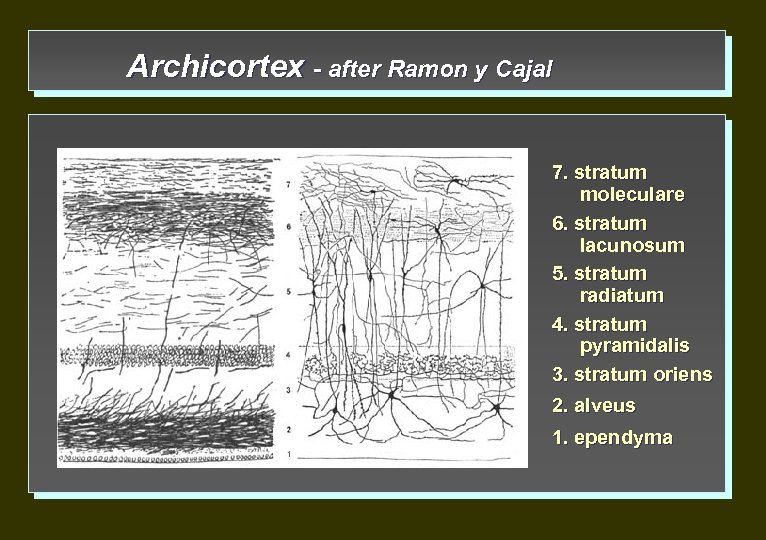 Archicortex - after Ramon y Cajal 7. stratum moleculare 6. stratum lacunosum 5. stratum