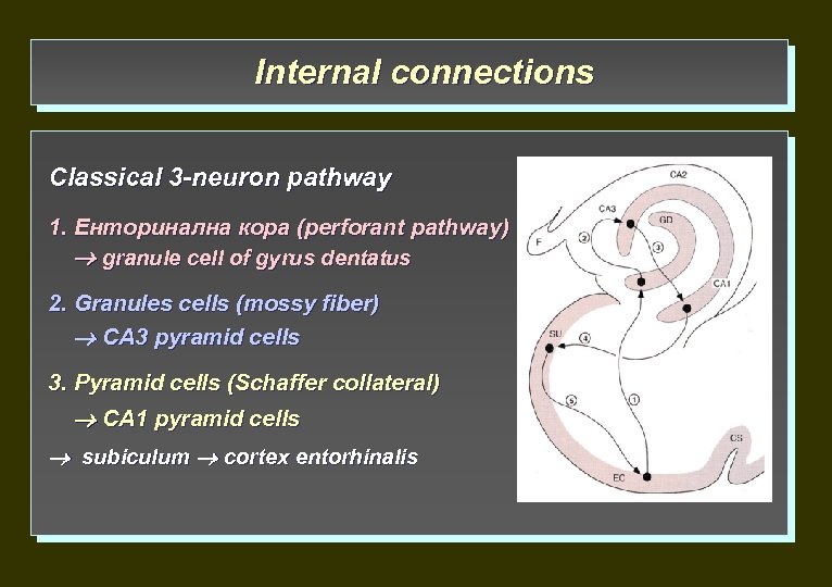 Internal connections Classical 3 -neuron pathway 1. Енторинална кора (perforant pathway) granule cell of