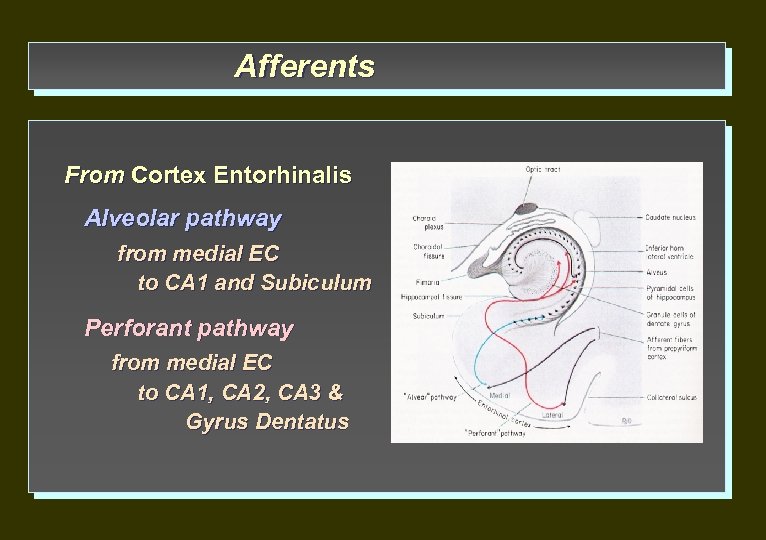 Afferents From Cortex Entorhinalis Alveolar pathway from medial EC to CA 1 and Subiculum