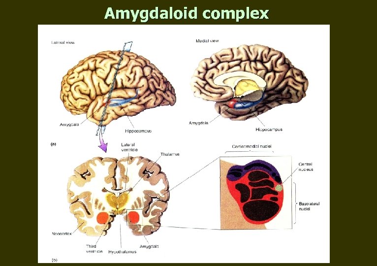 Amygdaloid complex 