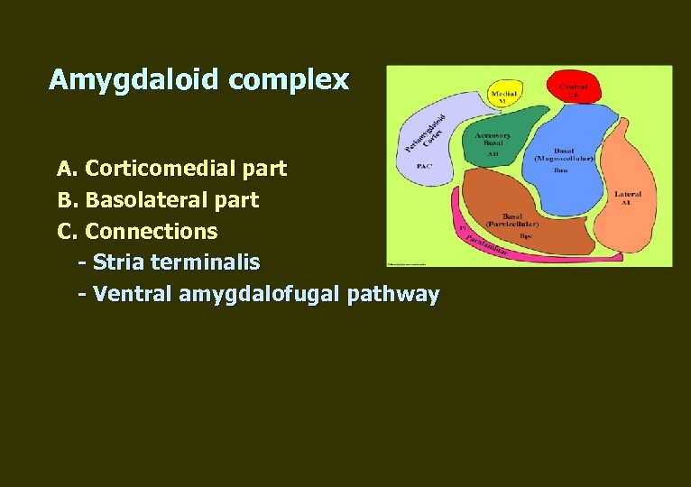 Amygdaloid complex А. Corticomedial part B. Basolateral part C. Connections - Stria terminalis -