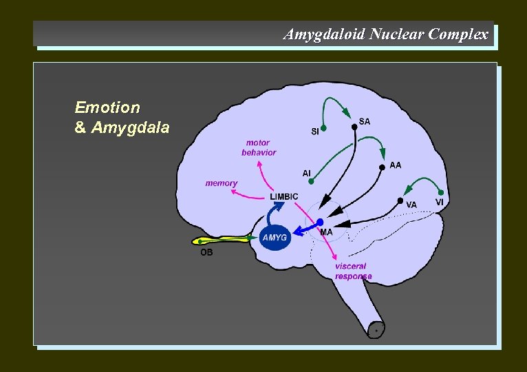 Amygdaloid Nuclear Complex Emotion & Amygdala 