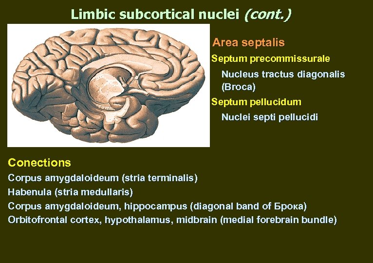 Limbic subcortical nuclei (cont. ) Area septalis Septum precommissurale Nucleus tractus diagonalis (Broca) Septum