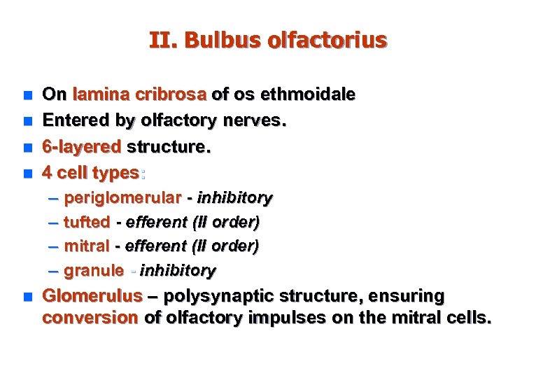 II. Bulbus olfactorius n n On lamina cribrosa of os ethmoidale Entered by olfactory