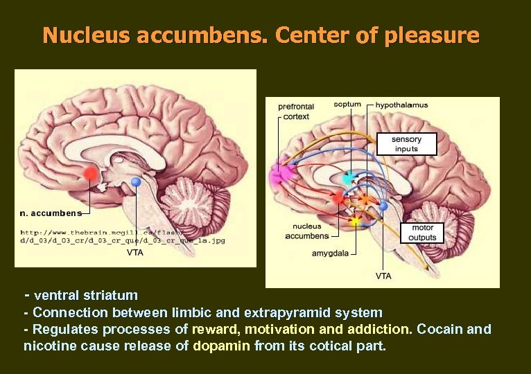 Nucleus accumbens. Center of pleasure - ventral striatum - Connection between limbic and extrapyramid