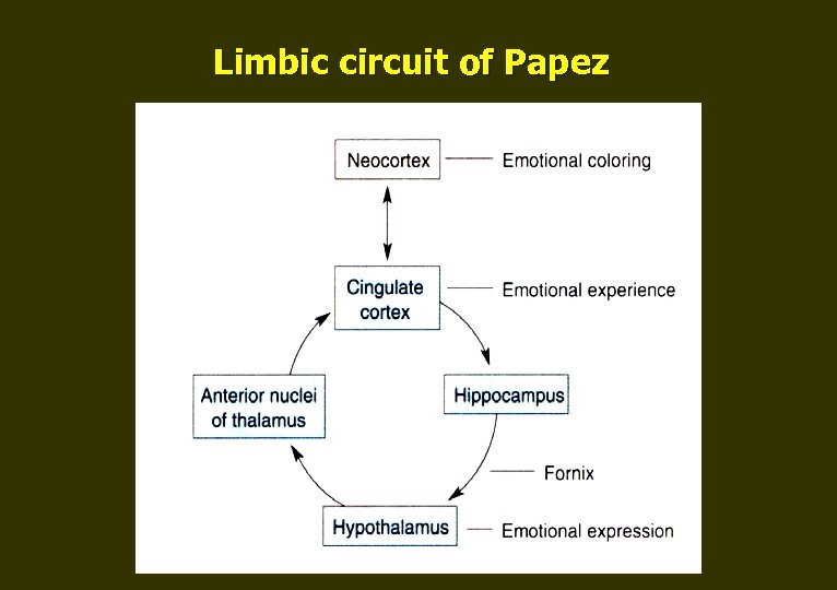 Limbic circuit of Papez 