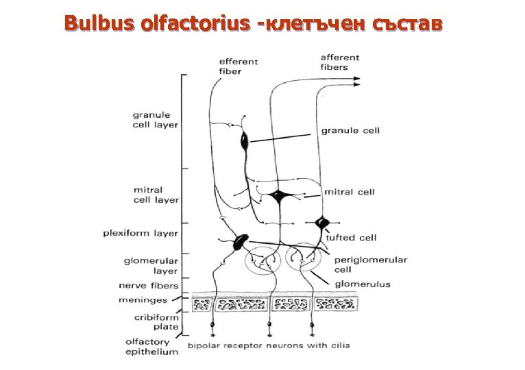 Bulbus olfactorius -клетъчен състав 