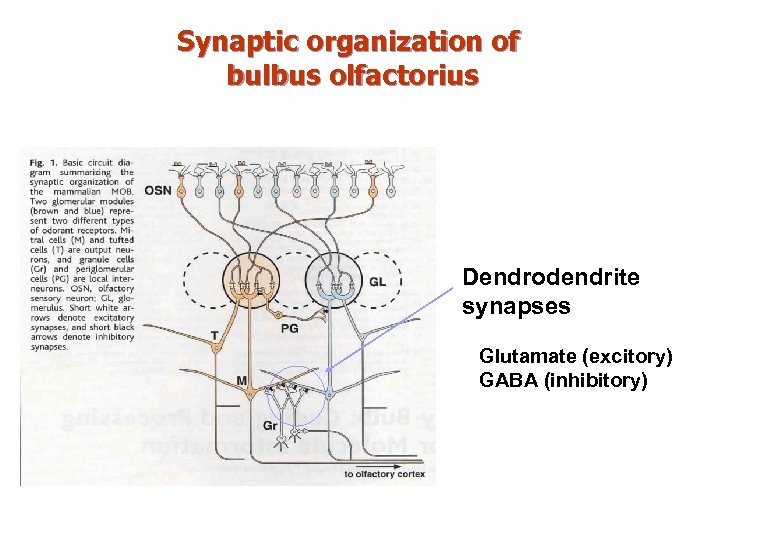 Synaptic organization of bulbus olfactorius Dendrodendrite synapses Glutamate (excitory) GABA (inhibitory) 