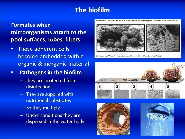 The biofilm Formates when microorganisms attach to the pool surfaces, tubes, filters • These