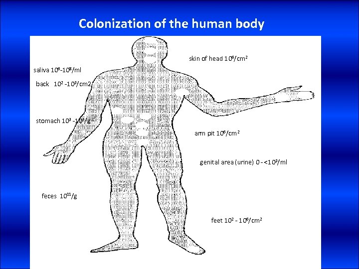 Colonization of the human body skin of head 106/cm 2 saliva 106 -108/ml back
