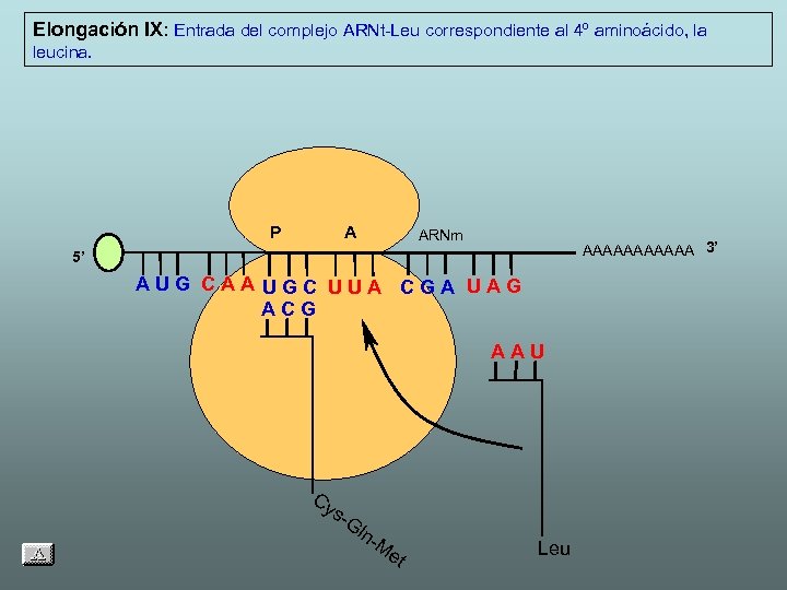 Elongación IX: Entrada del complejo ARNt-Leu correspondiente al 4º aminoácido, la leucina. P A