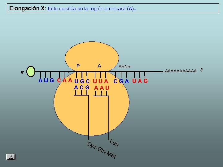Elongación X: Este se sitúa en la región aminoacil (A). . P A ARNm