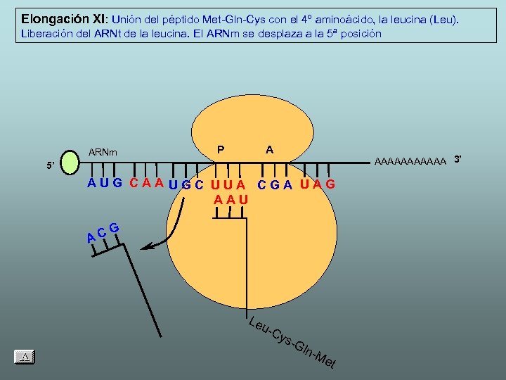 Elongación XI: Unión del péptido Met-Gln-Cys con el 4º aminoácido, la leucina (Leu). Liberación