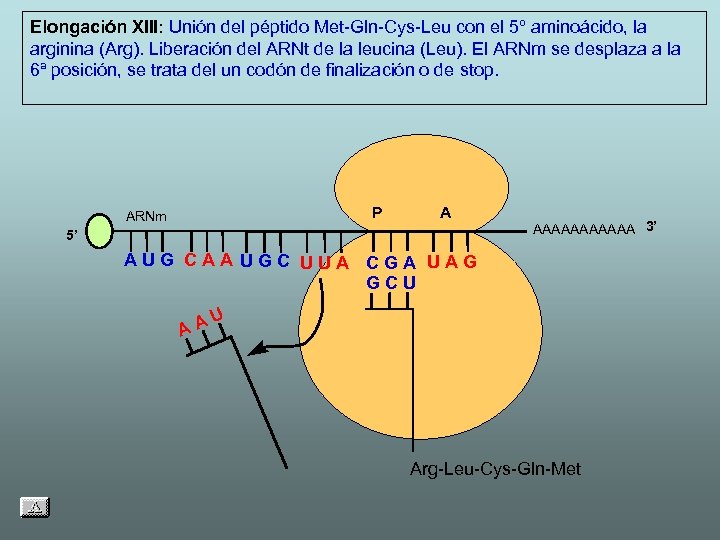 Elongación XIII: Unión del péptido Met-Gln-Cys-Leu con el 5º aminoácido, la arginina (Arg). Liberación
