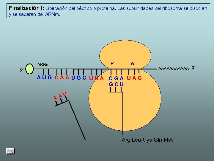Finalización I: Liberación del péptido o proteína. Las subunidades del ribosoma se disocian y
