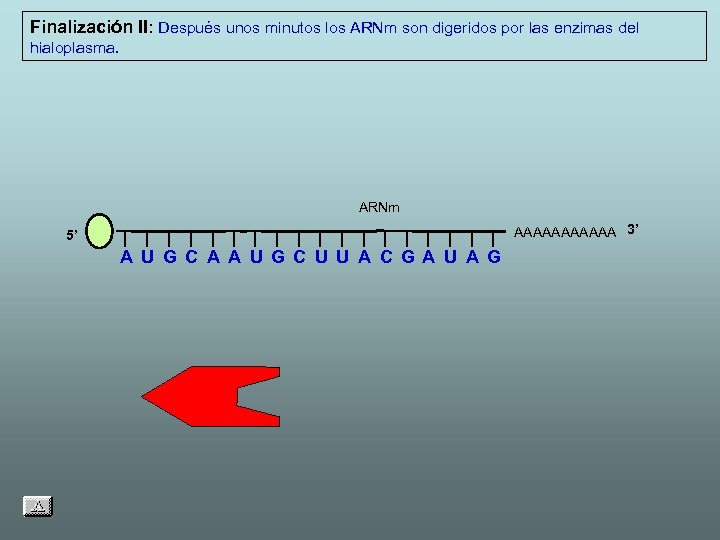 Finalización II: Después unos minutos los ARNm son digeridos por las enzimas del hialoplasma.