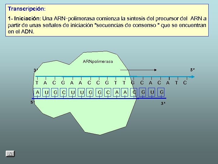 Transcripción: 1 - Iniciación: Una ARN‑polimerasa comienza la síntesis del precursor del ARN a