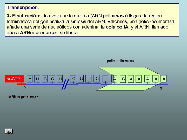 Transcripción: 3 - Finalización: Una vez que la enzima (ARN polimerasa) llega a la