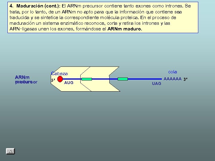 4. Maduración (cont. ): El ARNm precursor contiene tanto exones como intrones. Se trata,