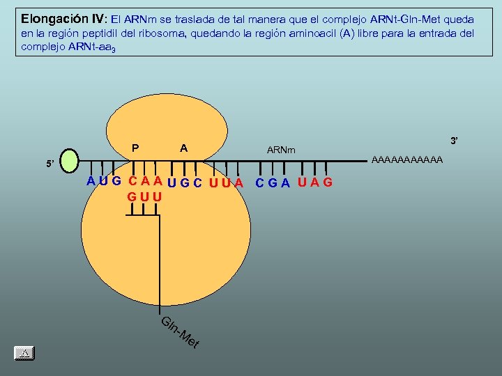 Elongación IV: El ARNm se traslada de tal manera que el complejo ARNt-Gln-Met queda