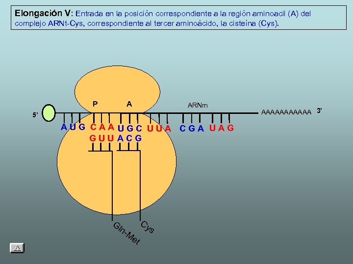 Elongación V: Entrada en la posición correspondiente a la región aminoacil (A) del complejo