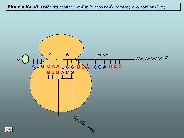 Elongación VI: Unión del péptido Met-Gln (Metionina-Glutamina) a la cisteína (Cys). P A ARNm