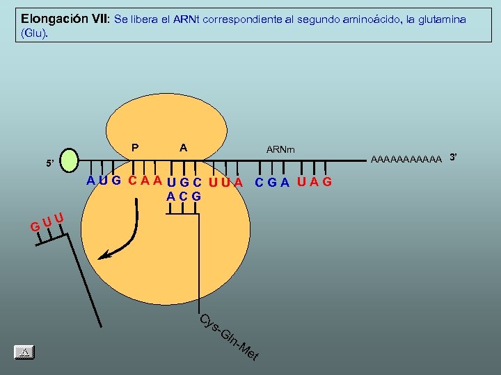 Elongación VII: Se libera el ARNt correspondiente al segundo aminoácido, la glutamina (Glu). P