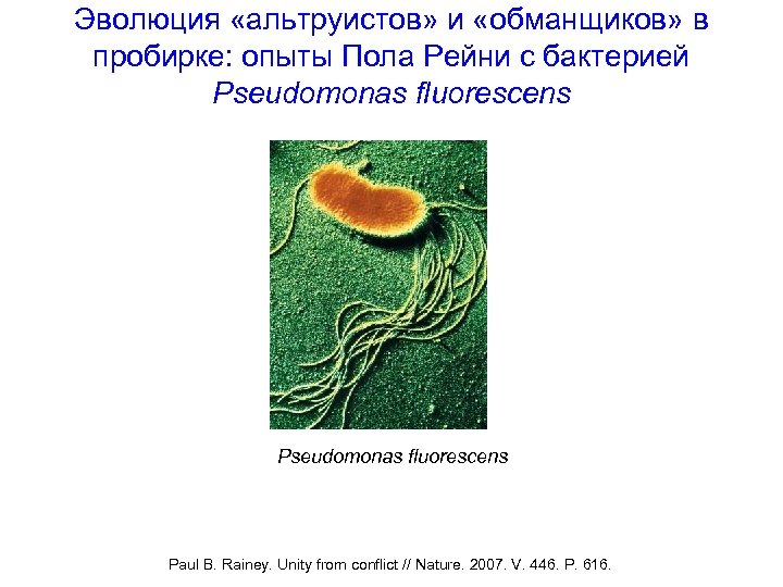 Эволюция «альтруистов» и «обманщиков» в пробирке: опыты Пола Рейни с бактерией Pseudomonas fluorescens Paul