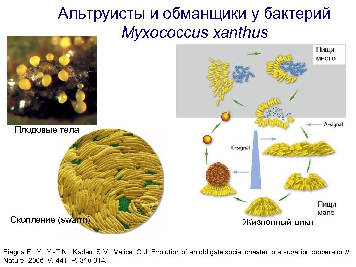 Альтруисты и обманщики у бактерий Myxococcus xanthus Плодовые тела Скопление (swarm) Жизненный цикл Fiegna