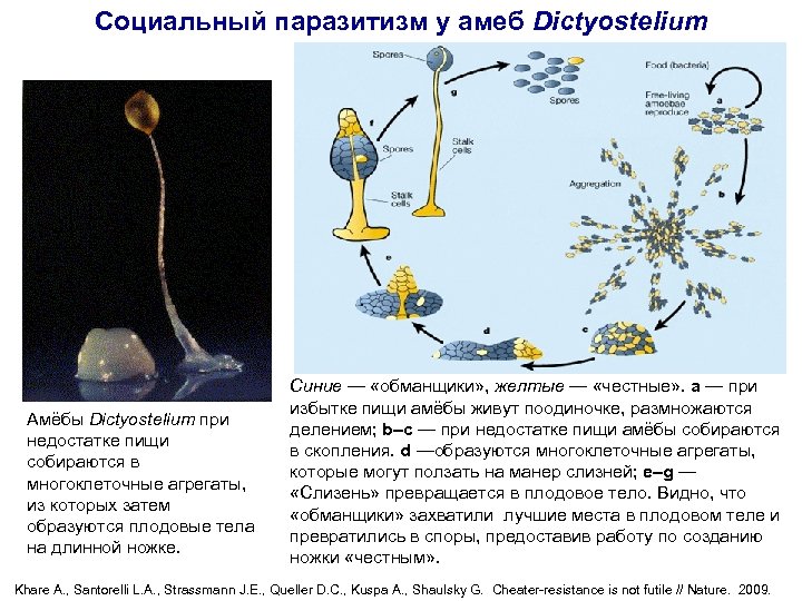 Социальный паразитизм у амеб Dictyostelium Амёбы Dictyostelium при недостатке пищи собираются в многоклеточные агрегаты,
