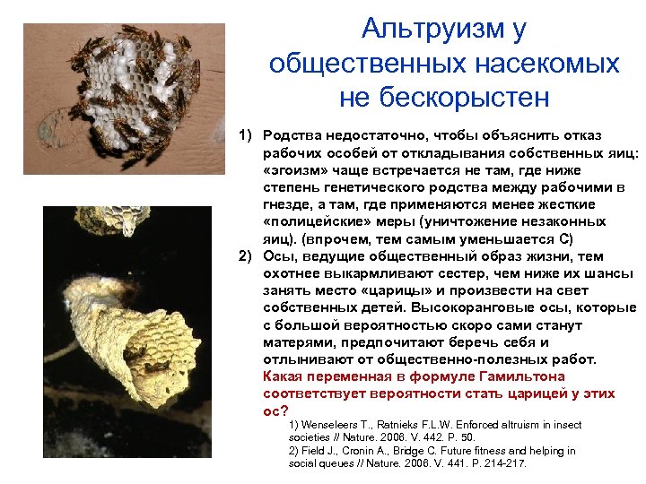 Альтруизм у общественных насекомых не бескорыстен 1) Родства недостаточно, чтобы объяснить отказ рабочих особей