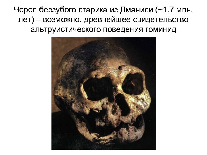 Череп беззубого старика из Дманиси (~1. 7 млн. лет) – возможно, древнейшее свидетельство альтруистического