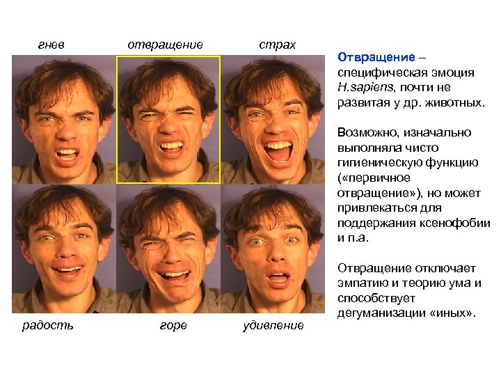 гнев отвращение страх Отвращение – специфическая эмоция H. sapiens, почти не развитая у др.