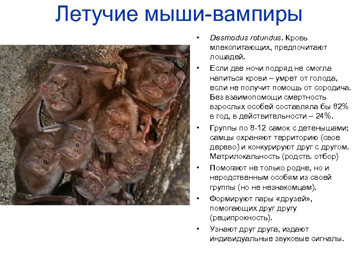 Летучие мыши-вампиры • • • Desmodus rotundus. Кровь млекопитающих, предпочитают лошадей. Если две ночи